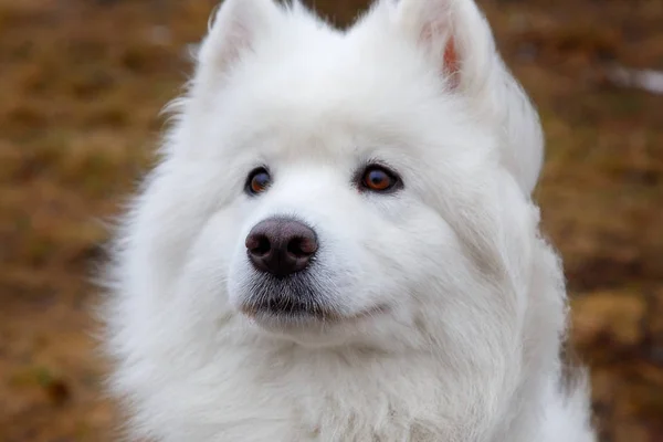 Biały pies samoyed — Zdjęcie stockowe