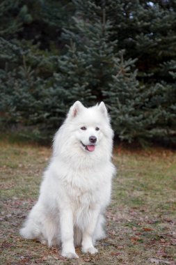 Köpek beyaz Samoyed