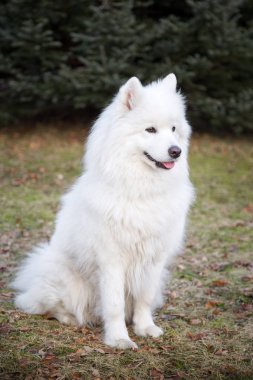 Köpek beyaz Samoyed