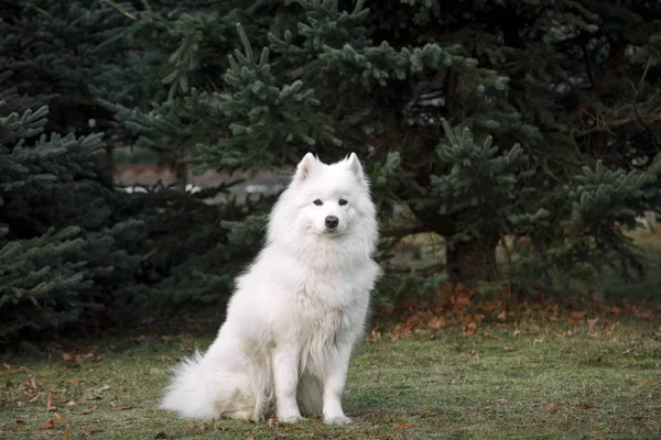 Cão branco Samoyed — Fotografia de Stock