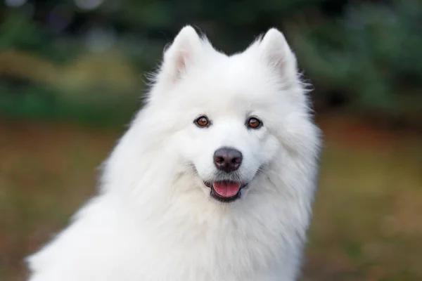 Собака білий Samoyed — стокове фото