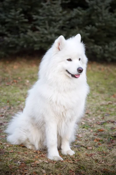 Dog White Samoyed — Stock Photo, Image