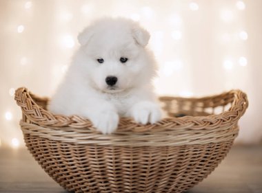 beyaz köpek yavrusu Samoyed