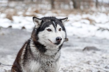 Bahçedeki Husky