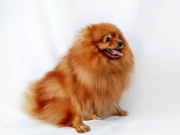 Spitz dog sits on a white canvas — Stock Photo, Image