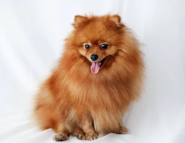 Spitz perro se sienta en un lienzo blanco — Foto de Stock