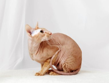 peterbald kedi, doğuya özgü stenografi