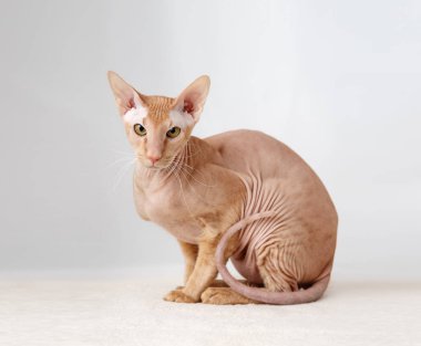 peterbald kedi, doğuya özgü stenografi