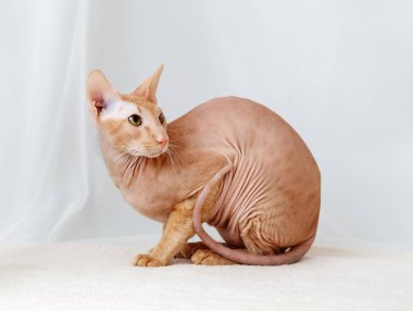 peterbald kedi, doğuya özgü stenografi