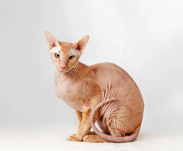 peterbald kedi, doğuya özgü stenografi