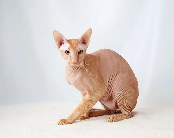 peterbald kedi, doğuya özgü stenografi