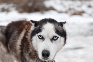 Husky köpek doğurmak