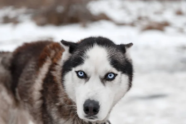 Husky raza de perro —  Fotos de Stock