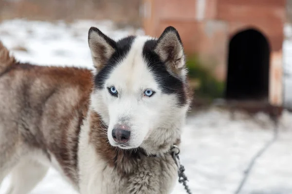 Husky hondenras — Stockfoto