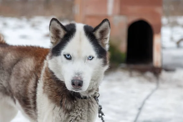 Husky hondenras — Stockfoto