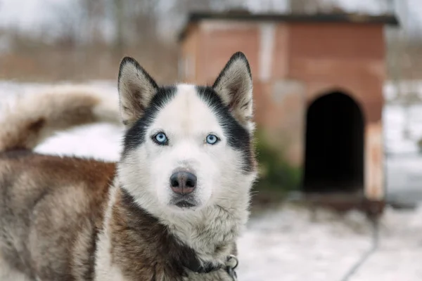 Husky raza de perro —  Fotos de Stock