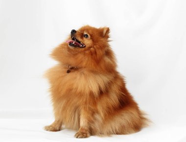 Köpek doğurmak Spitz