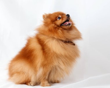 Köpek doğurmak Spitz