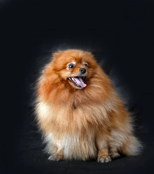 Hondenras Spitz — Stockfoto