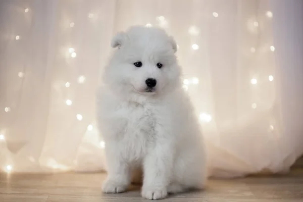 Cachorro Samoyedo blanco — Foto de Stock