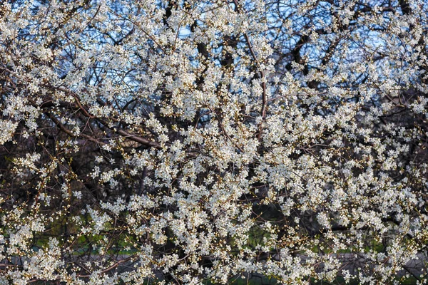 Weiße Kirschblüte — Stockfoto