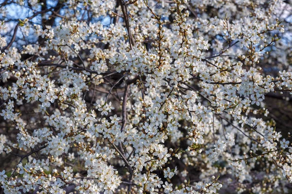 Fleur de cerisier blanc — Photo