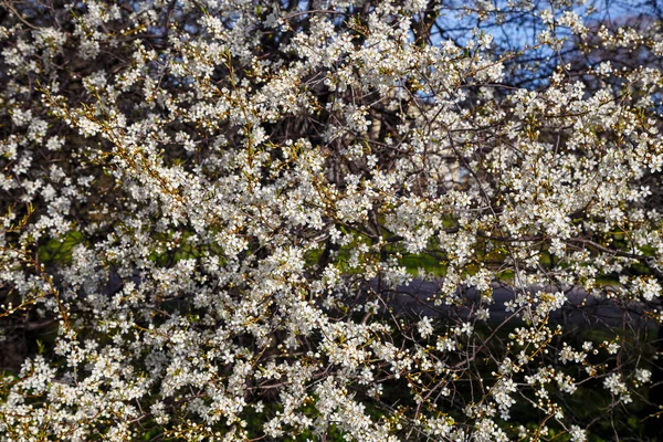Fleurs de cerisier blanc, floraison printanière — Photo
