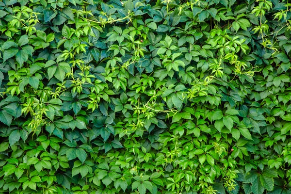 Parete foglia verde per sfondo — Foto Stock