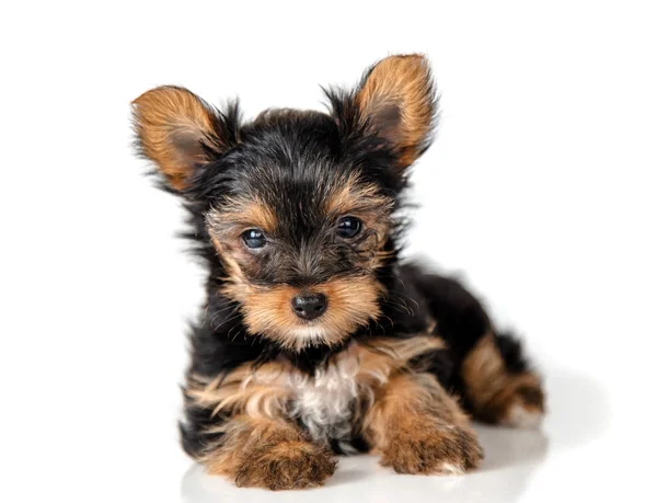 Yorkshire terrier yavrusu — Stok fotoğraf