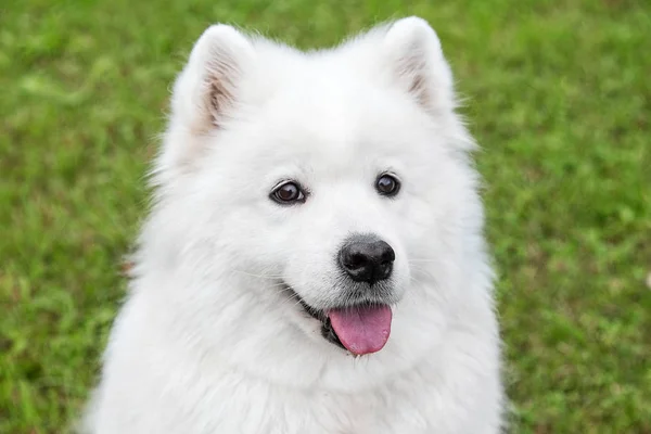 Fluffy cão samoyed na grama verde — Fotografia de Stock