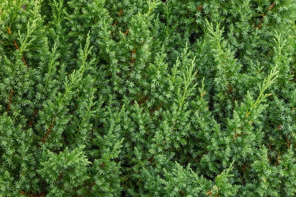 Background green from juniper branches — Stock Photo, Image