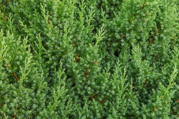 Achtergrond van juniper takken groen — Stockfoto