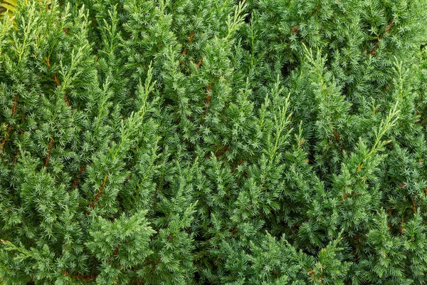 Achtergrond van juniper takken groen — Stockfoto