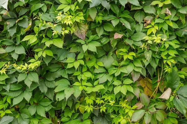 Fond de feuilles vertes — Photo