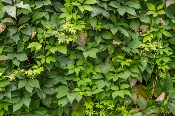 Sfondo di foglie verdi — Foto Stock