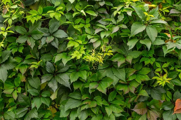 Achtergrond van groene bladeren — Stockfoto