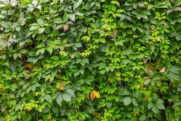 Achtergrond van groene bladeren — Stockfoto