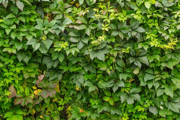 Pozadí zelených listů — Stock fotografie