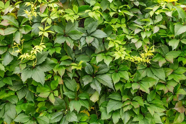 Sfondo di foglie verdi — Foto Stock