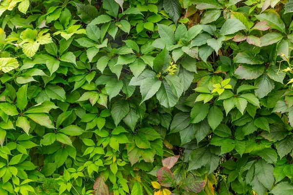 Achtergrond van groene bladeren — Stockfoto