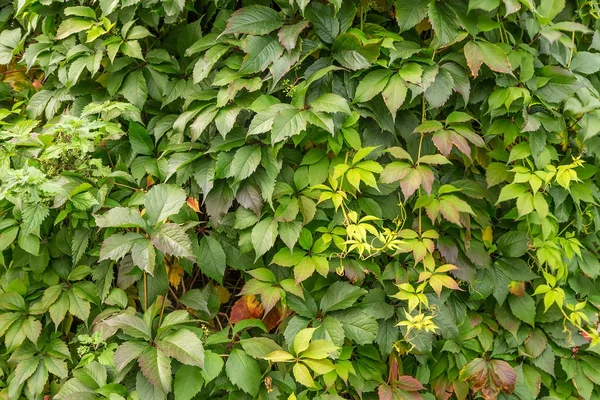 Achtergrond van groene bladeren — Stockfoto