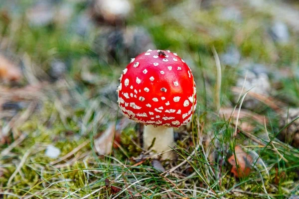잔디에 버섯 — 스톡 사진