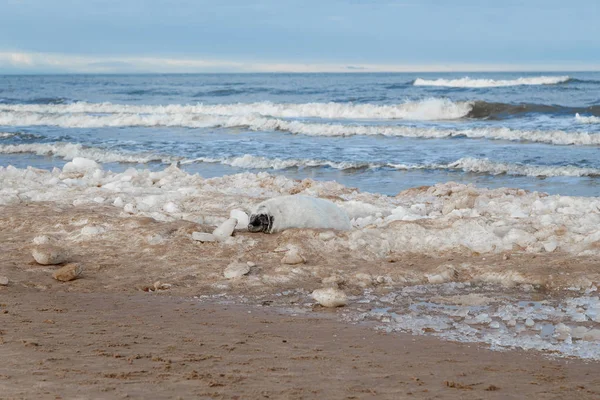 Deniz kıyısı Seals — Stok fotoğraf