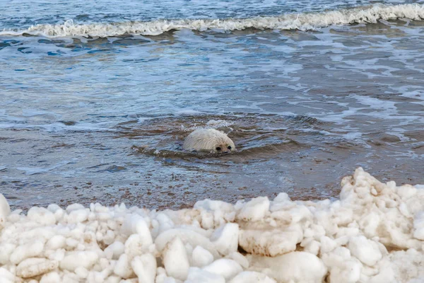 Seal ditene on the seshore — стоковое фото