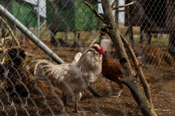 Hahn mit Hühnern im Käfig — Stockfoto