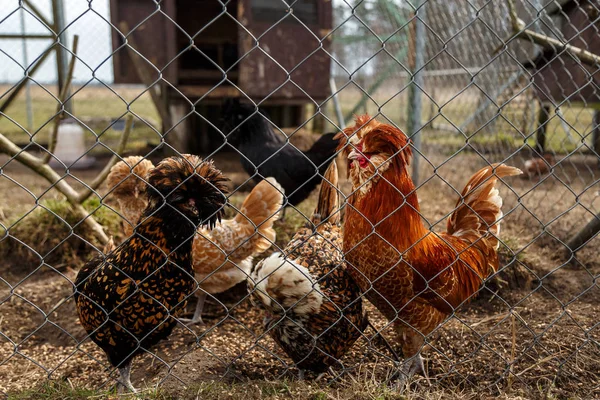 Cockerel con gallinas en la jaula — Foto de Stock