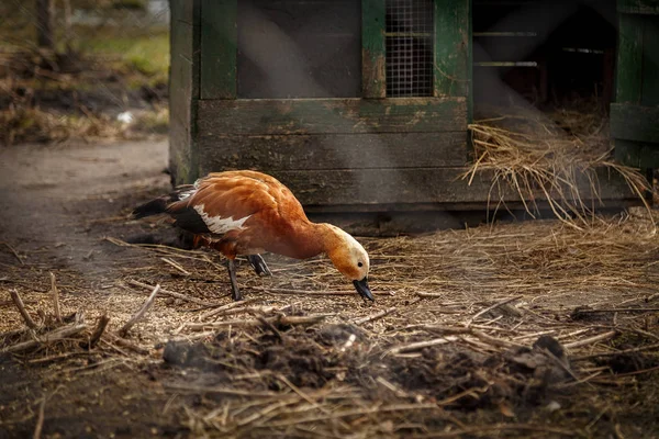 Kacsa barna egy ketrecben — Stock Fotó