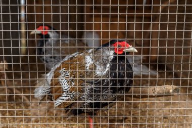 Bir kafes içinde domuz güveci