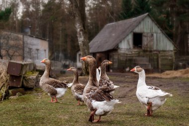 Kazlar kırsal bahçesinde