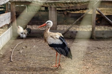 Leylek içinde belgili tanımlık kafes